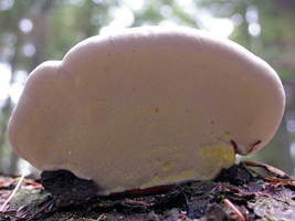 Fomitopsis pinacola, the underside of a fresh fruiting body.